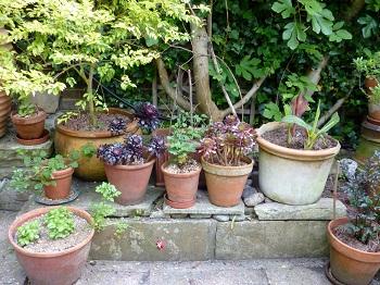 Garden Pots decorated