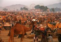 Pushkar cattle fair