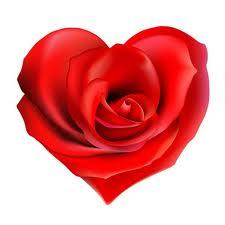 Valentine Rose