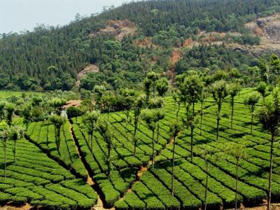 coonoor