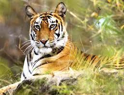 wildlife chennai