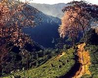 Glenburn Tea Estate