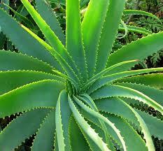 Aloe Vera; the wonderful plant