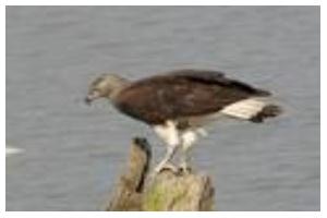 Panidihing Bird Sanctuary of Assam