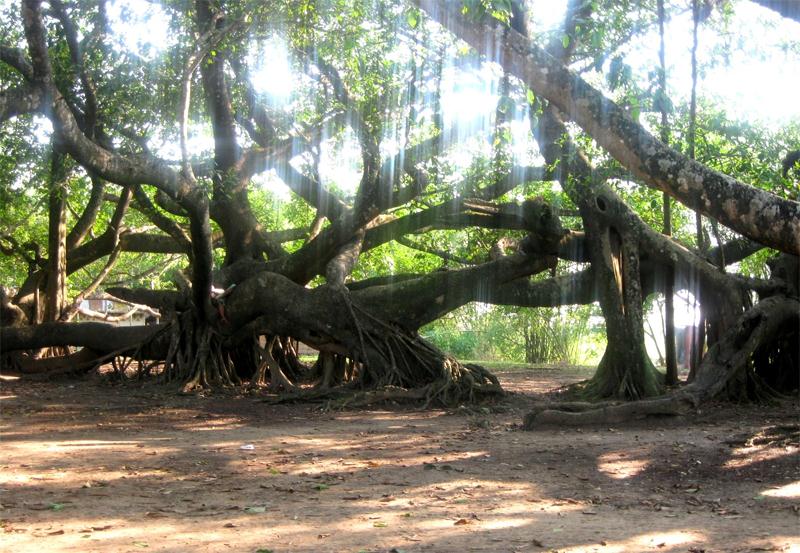 Part of the single (giant) banyan tree at Khoragaon, near Abhayapuri (Bongaigaon district)