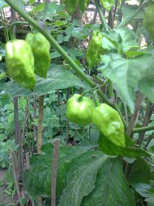 Green Bhut chilli with its tree