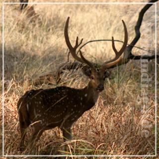 Deer
