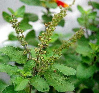 Tulsi Plant Close Look