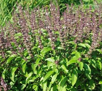 Medicinal Tulsi Plant