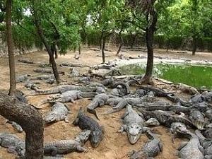 Crocodile Bank