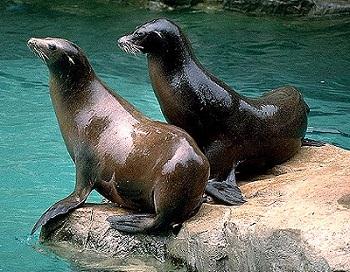 Sea Lions in Dolphin City amusement park