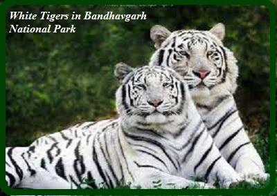 White tigers in Bandhavgarh National Park