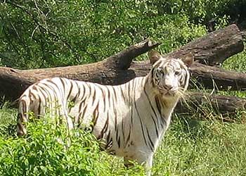 Nehru Zoological Park of Hyderabad tiger