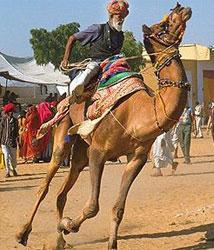 Pushkar camel race competition
