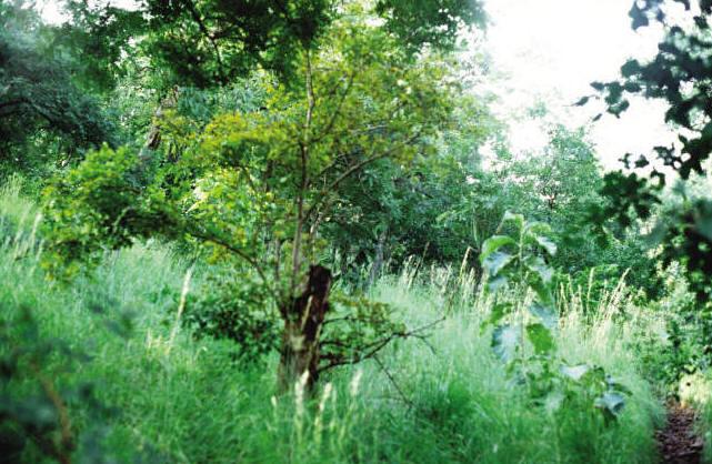 Sandur Forest