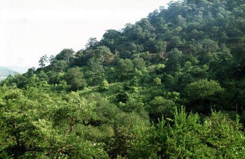 Sandur Forest 2