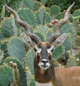 Vallanadu Wildlife Sanctuary Black Buck Antelopes Photo