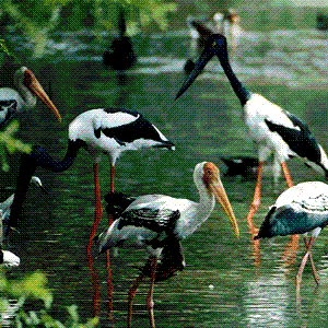 Birds in Kunthakulam Bird Sanctuary Photo