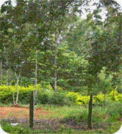 Yelagiri hill station