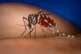 dengue mosquito