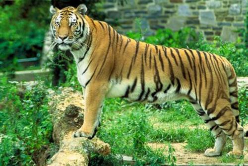 Royal Bengal Tiger