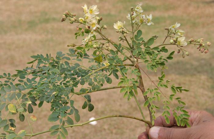 Dumstick leaves