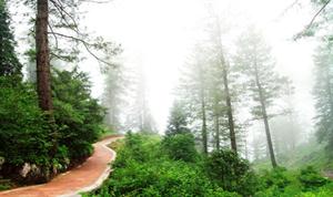 Dense Forest of Daringabadi