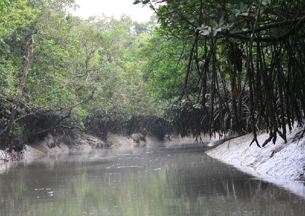 Sunderban National Park