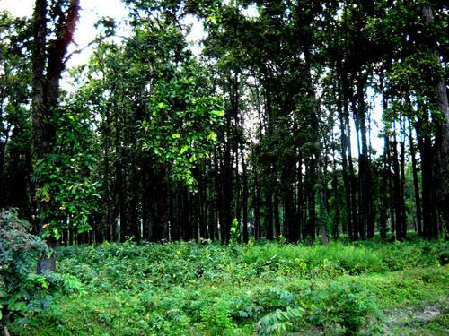 Gorumara National Park