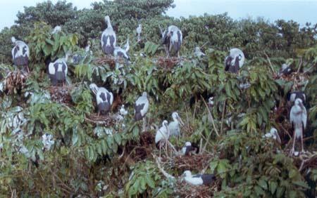 Raiganj Bird Sanctuary